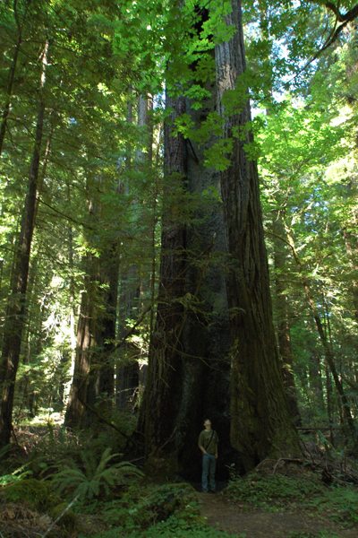 mori_redwoods.jpg